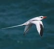 Red-billed Tropicbird (OMAN)