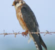 Red-footed Falcon (Female, UAE)