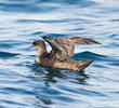 Sooty Shearwater (UAE)