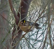 Goldcrest (1st record, Al Abraq, Dec. 2013)