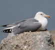 Armenian Gull