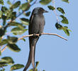 Ashy Drongo