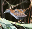 Baillon’s Crake