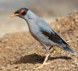 Bank Myna