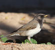 Black-throated Thrush (Male)