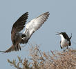 Bridled Tern