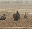 Cinereous Vulture (Immature with Steppe Eagles)