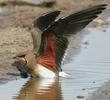 Collared Pratincole