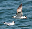 Common Gull (Immature)