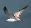 Common Gull (Immature)