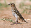 Common Rosefinch (Female or immature)