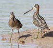 Common Snipe