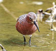 Curlew Sandpiper (Breeding plumage)