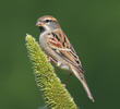 Dead Sea Sparrow (Male)