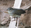 Dusky Warbler 