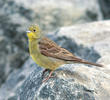 Eastern Cinereous Bunting