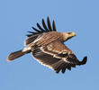 Eastern Imperial Eagle (Immature)