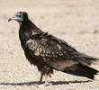 Egyptian Vulture (Juvenile)