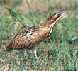 Eurasian Bittern