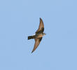 Eurasian Crag Martin