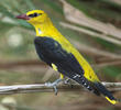 Eurasian Golden Oriole (Male)