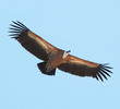 Eurasian Griffon Vulture 