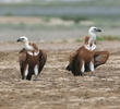 Eurasian Griffon Vultures