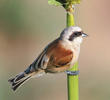 Eurasian Penduline Tit (Male)