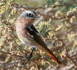 Eversmann’s Redstart (Male winter)