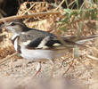 Forest Wagtail