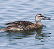 Garganey (Female)