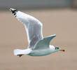 Great Black-headed Gull (Winter)