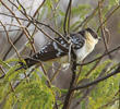 Great Spotted Cuckoo