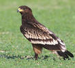Greater Spotted Eagle (Immature)