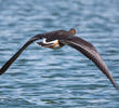 Greater White-fronted Goose (Juvenile)