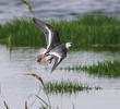 Grey Phalarope (Non - breeding plumage)