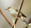 Hume’s Leaf Warbler