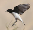 Hume’s Wheatear 