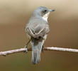 Hume’s Whitethroat (Autumn)