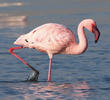 Lesser Flamingo 