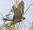 Levant Sparrowhawk (Juvenile)