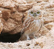 Lilith Owlet (At nest hole)