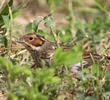 Little Bunting