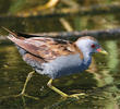 Little Crake (Male)