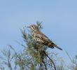 Mistle Thrush (Winter)