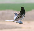 Montagu’s Harrier (Male)