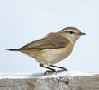 Mountain Chiffchaff 