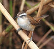 Moustached Warbler 