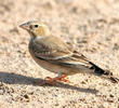 Pale Rockfinch