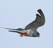 Red-footed Falcon (Male)